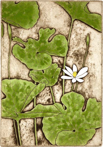 Bloodroot, Giclee