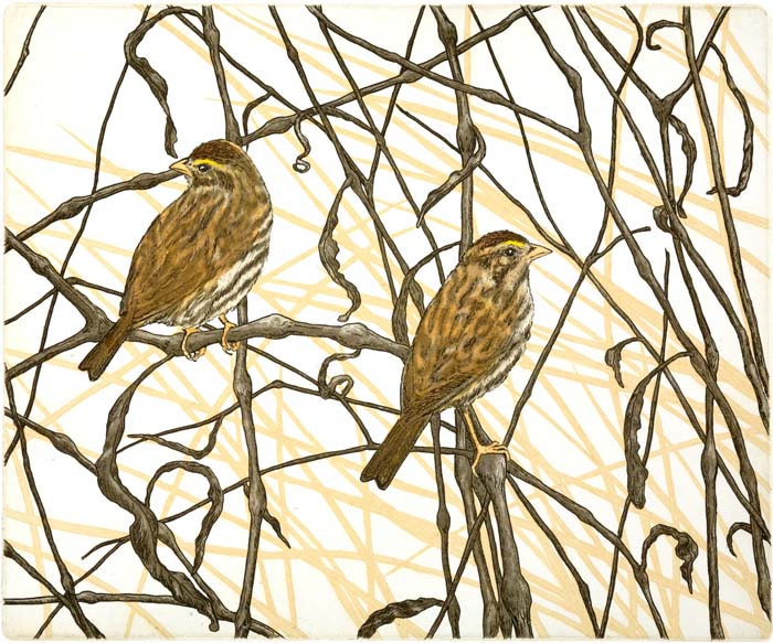 Savannah Sparrows, Giclee