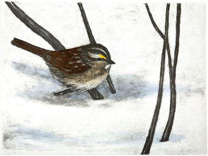 White-throated Sparrow, Giclee