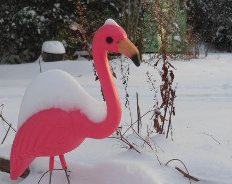 Tufted Pink Snowbird jpg